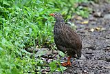 Scaly Francolin